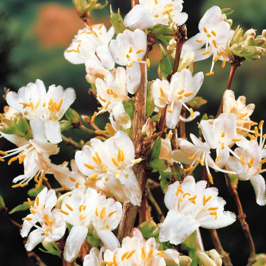 Duftheckenkirsche - Lonicera fragrantissima - Gartenpflanzen