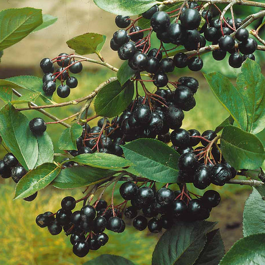 Apfelbeere Viking - Aronia melanocarpa viking