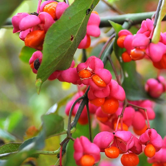 Europäische Pfaffenhütchen - Euonymus europaeus - Sträucher