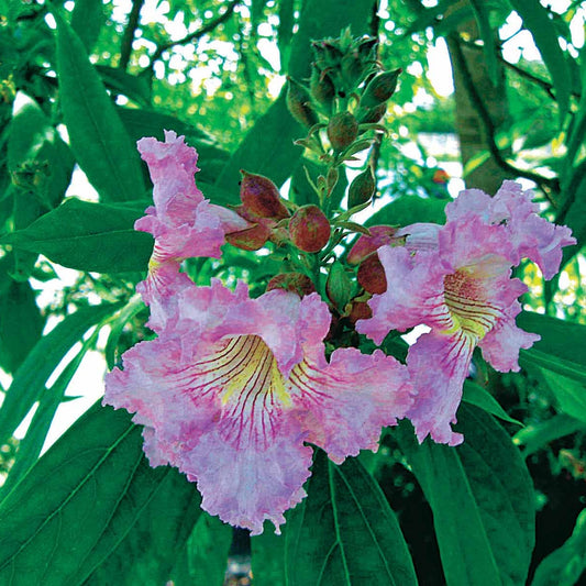 Baumoleander Pink Dawn - Chitalpa tashkentensis pink dawn