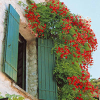 Trompetenblume Stromboli - Campsis radicans stromboli - Gartenpflanzen
