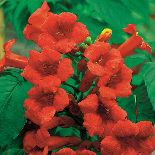 Trompetenblume Stromboli - Bakker