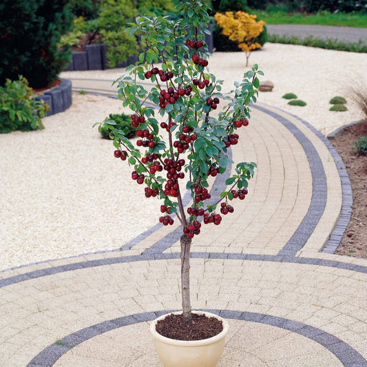 Mini-Kirschbaum Spur Burlat - Prunus avium burlat - Obst