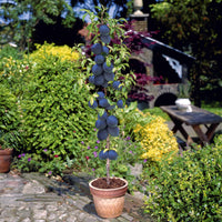 Mini-Pflaumenbaum Black Amber - Prunus black amber - Obst