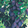 Mini-Pflaumenbaum Black Amber - Prunus black amber - Obstbäume