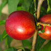 Mini-Nektarine Morton - Prunus persica Morton - Pfirsich