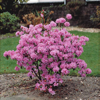 Vorfrühlings-Alpenrose Praecox - Rhododendron praecox - Gartenpflanzen
