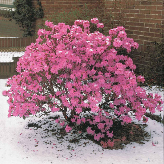 Vorfrühlings-Alpenrose Praecox - Rhododendron praecox - Sträucher und Stauden