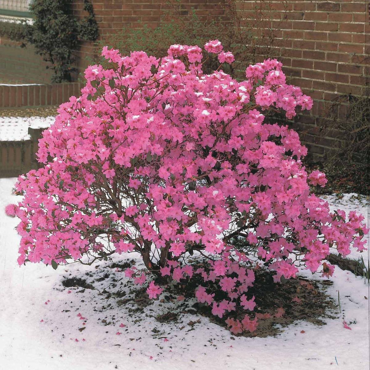 Früh-Rhododendron - Rhododendron praecox - Bakker