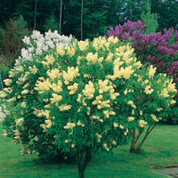 Edelflieder Gelb - Syringa vulgaris primrose - Gartenpflanzen