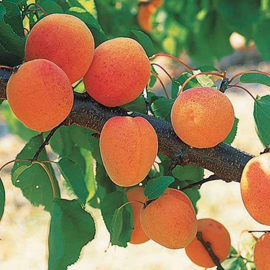 Mini-Aprikosenbaum - Prunus armeniaca - Obst