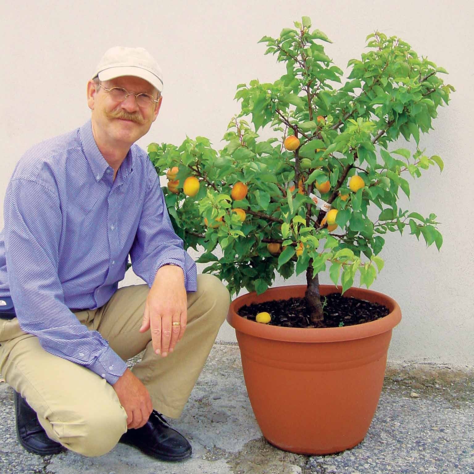 Mini-Aprikosenbaum - Prunus armeniaca Aprigold