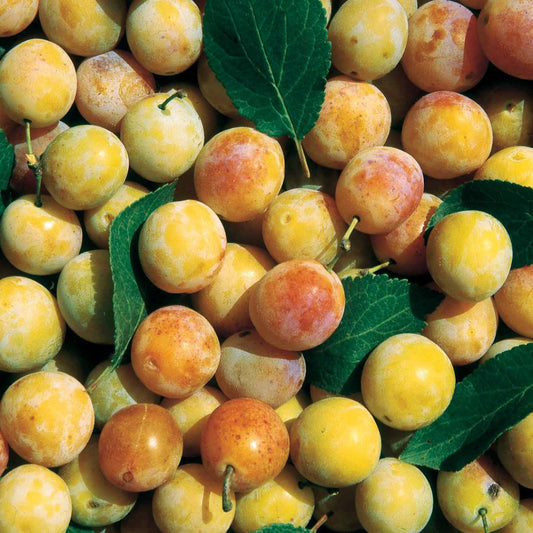 Pflaume Mirabelle von Nancy - Bakker