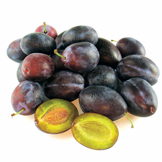 Pflaumenbaum Quetsche d'Alsace - Bakker