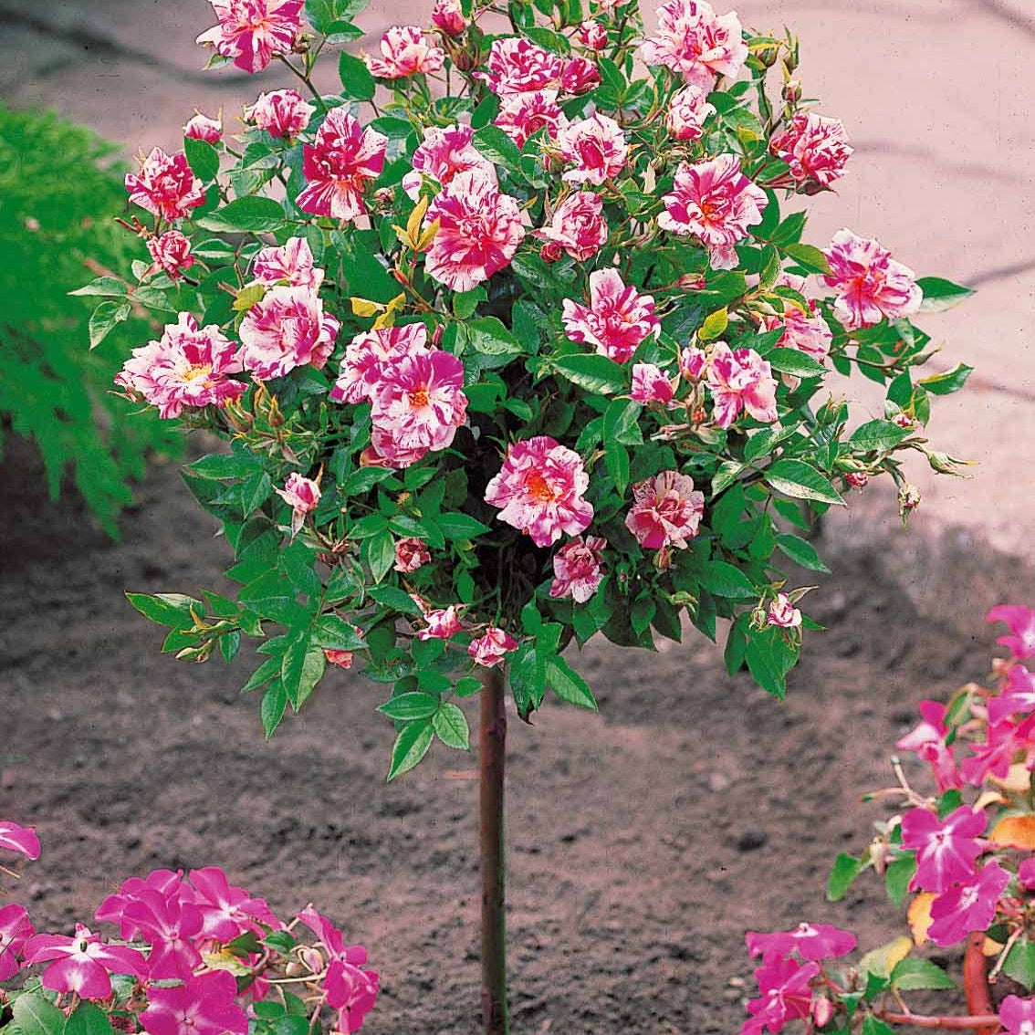 Stammrose Armida - Rosa (m) armida - Gartenpflanzen