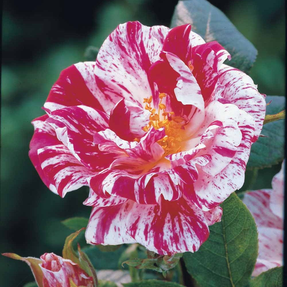 Stammrose Armida - Rosa (m) armida - Pflanzensorten
