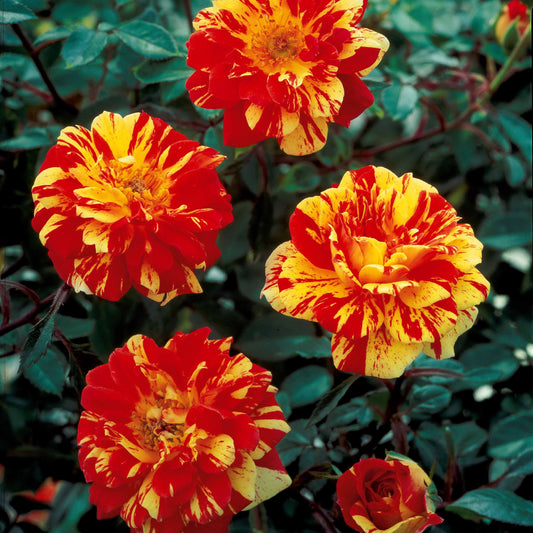 Stammrose Mousha - Bakker