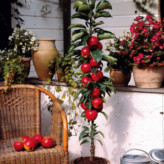 Zwerg-Apfelbaum Braeburn - Malus domestica braeburn - Äpfel