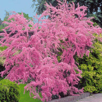 Sommer-Tamariske - Tamarix ramosissima - Gartenpflanzen