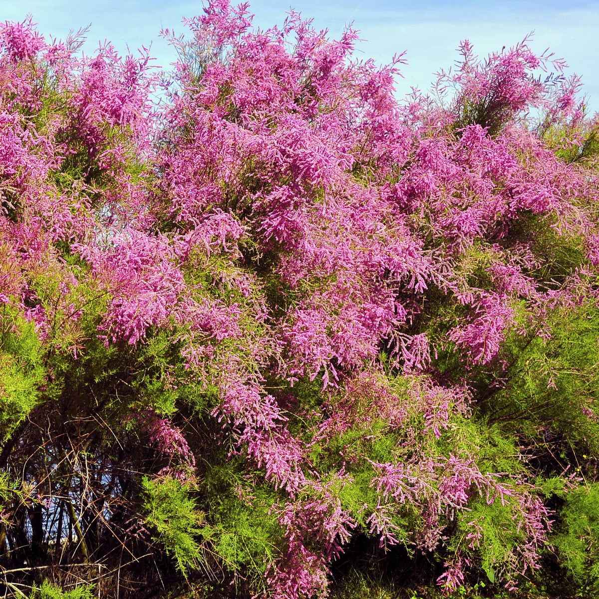 Tamariske - Tamarix tetrandra - Bakker