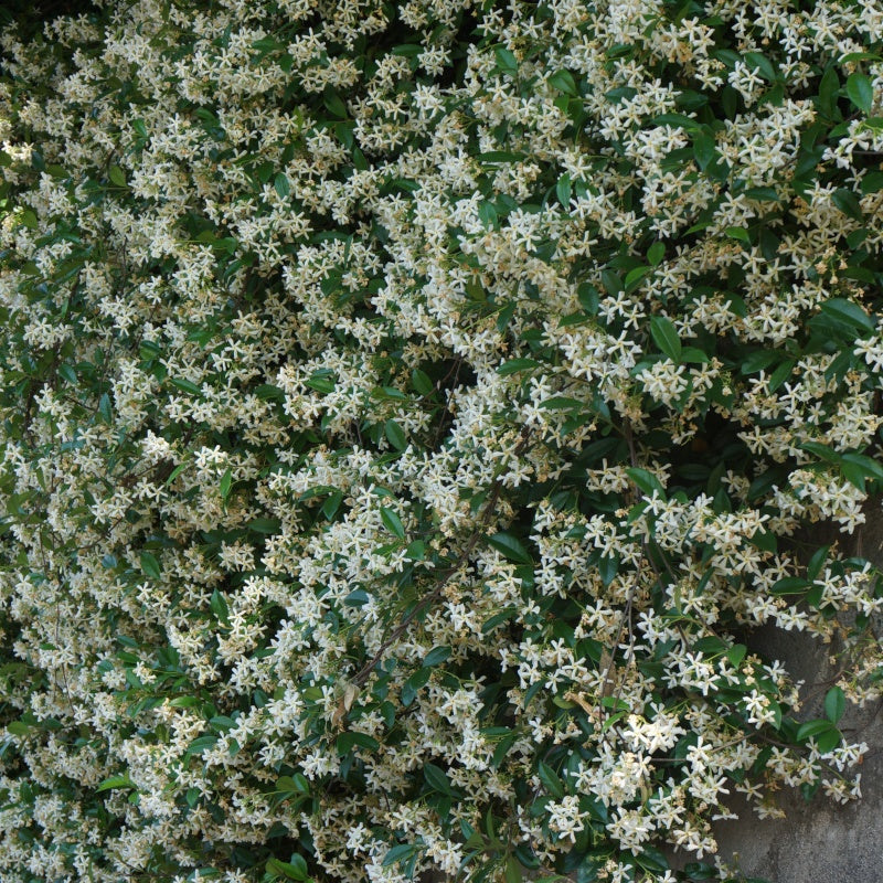 Sternjasmin - Trachelospermum jasminoïdes
