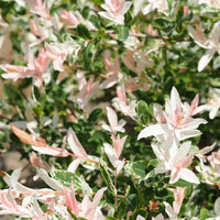 Harlekinweide - Salix integra hakuro nishiki - Gartenpflanzen
