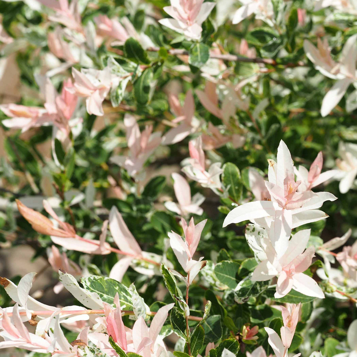 Salix integra Hakuro Nishiki - Harlekinweide auf Stamm - Weide