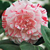 Kamelie William Bartlett - Camellia japonica william bartlett - Pflanzensorten
