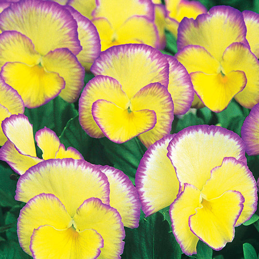 Stiefmütterchen Zinn (x3) - Viola cornuta etain - Gartenpflanzen