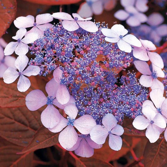 Hortensie Indian Summer - Hydrangea serrata Indian Summer - Bakker