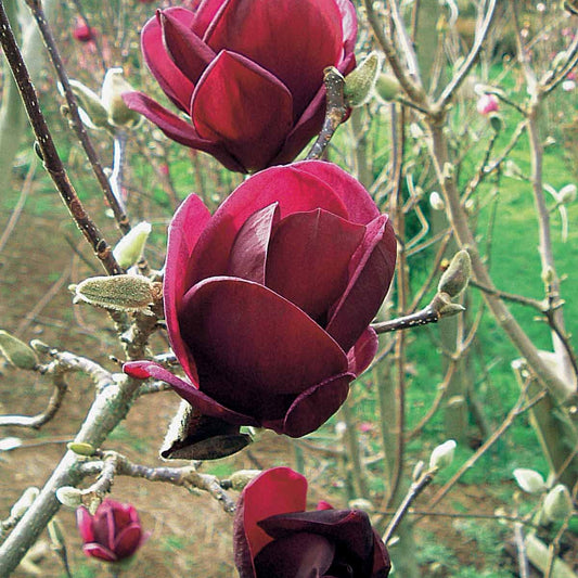 Magnolie Genie - Magnolia genie - Gartenpflanzen