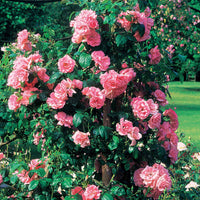 Kletterrose Jasmina Korcentex - Rosa jasmina korcentex - Pflanzensorten