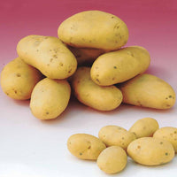 Kartoffeln: Sorten für 6 Erntemonate (x80) - Solanum tuberosum 'charlotte', 'rose defrance', 'c - Gemüsegarten