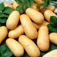 Kartoffeln: Sorten für 6 Erntemonate (x80) - Solanum tuberosum 'charlotte', 'rose defrance', 'c - Gemüse