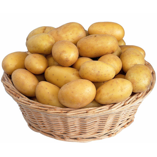 Weiße Kartoffeln BIO (x25) - Solanum tuberosum blanche (cn 991131) - Gemüsegarten