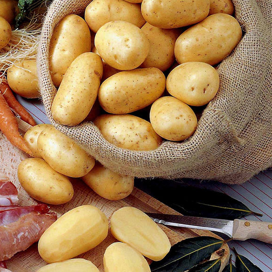 Kartoffel Bernadette BIO (x25) - Bakker