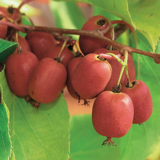 Rotes Kiwi-Paar Weiki ® Plus (1 Männchen + 1 Weibchen) - Actinidia arguta weiki ® plus - Obst