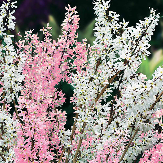 Forsythien weiß + rosa - Abeliophyllum distichum - Gartenpflanzen