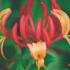 Kletterndes Geißblatt American Beauty - Lonicera heckrottii American Beauty - Gartenpflanzen