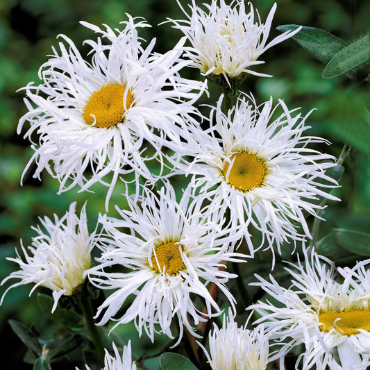 Margeriten Old Court (x3) - Leucanthemum x superbum old court - Sträucher und Stauden