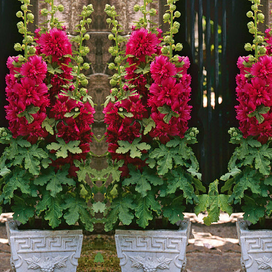 Stockrose Spring Celebraties rot - Bakker