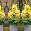 Gelbe Zwerg-Tremerose - Alcea rosea annua spring celebrities lemon - Gartenpflanzen