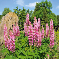 Feigbohne (x3) - Lupinus russell pink - Gartenpflanzen