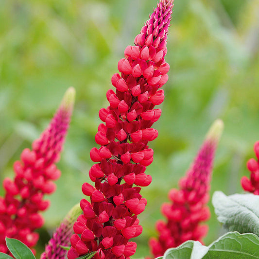 Rote Lupinen (x3) - Lupinus russell red