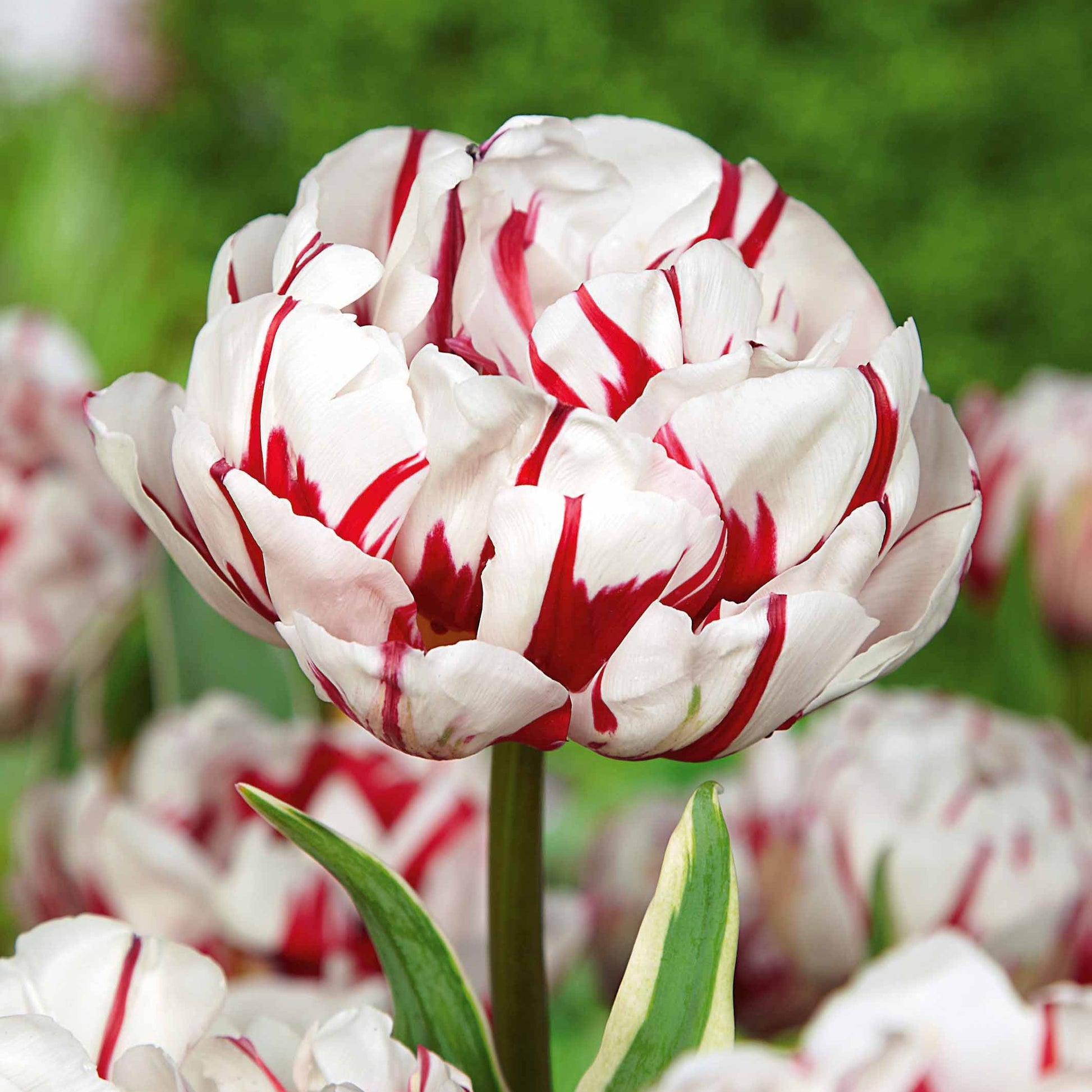 Pfingstrose Tulpe 'Carnaval De Nice' (x10) - Tulipa carnaval de nice - Blumenzwiebeln Frühlingsblüher