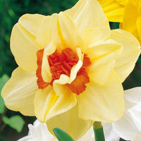 Gefüllte Narzisse 'Flower Parade' (x10) - Narcissus flower parade - Blumenzwiebeln