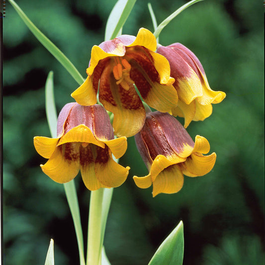 Fritillarien Uva Vulpis (x10) - Fritillaria uva-vulpis