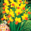 Narzisse Jet Fire (x5) - Narcissus jet fire - Blumenzwiebeln