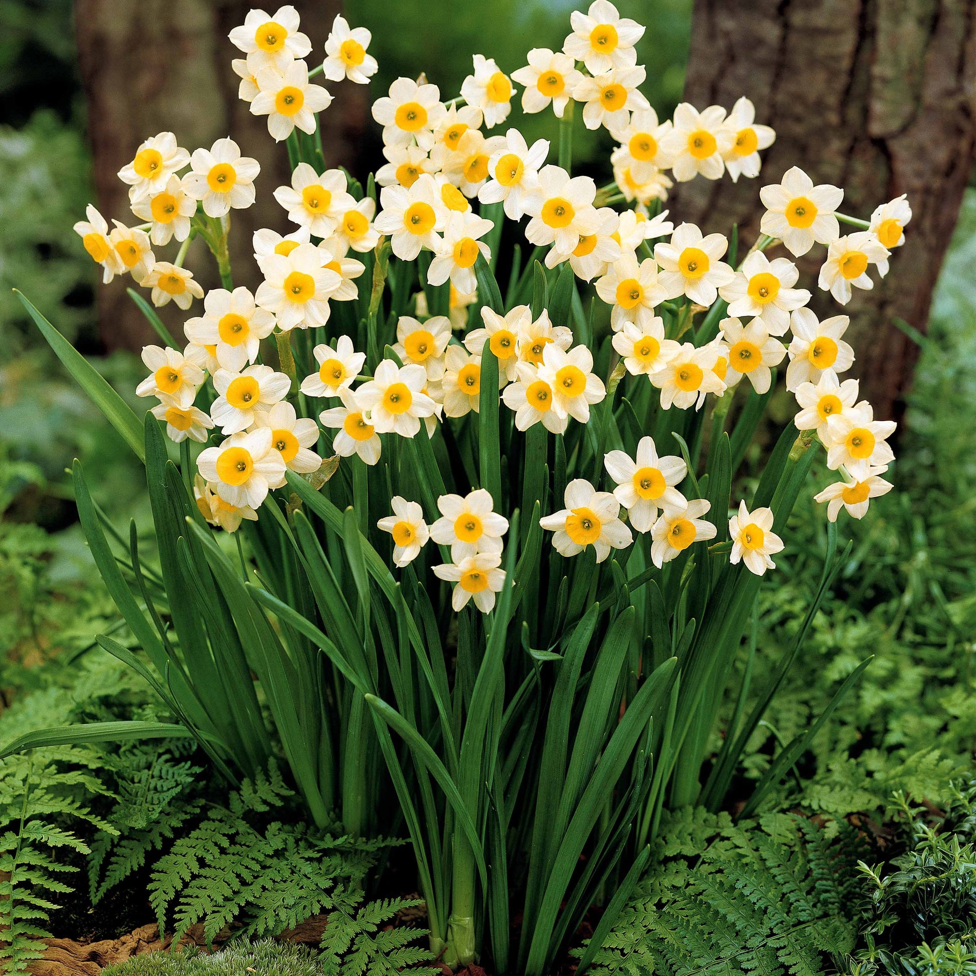 Narzisse Minnow (x10) - Narcissus tazetta minnow - Blumenzwiebeln