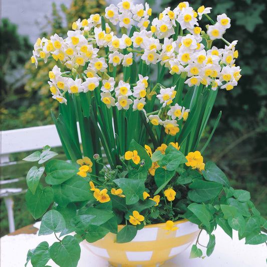 Narzisse Minnow (x10) - Narcissus tazetta minnow - Blumenzwiebeln Frühlingsblüher
